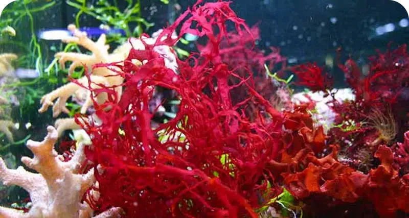 LuminEye™ Astaxanthin for Eye Fatigue