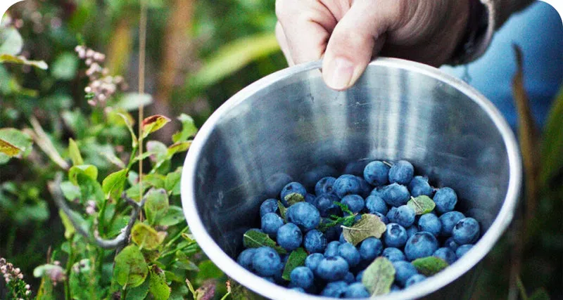 LuminEye™ Bilberry Extract for Vision